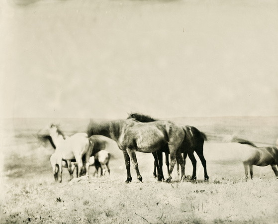 Nokota Wild Horses Linton North Dakota