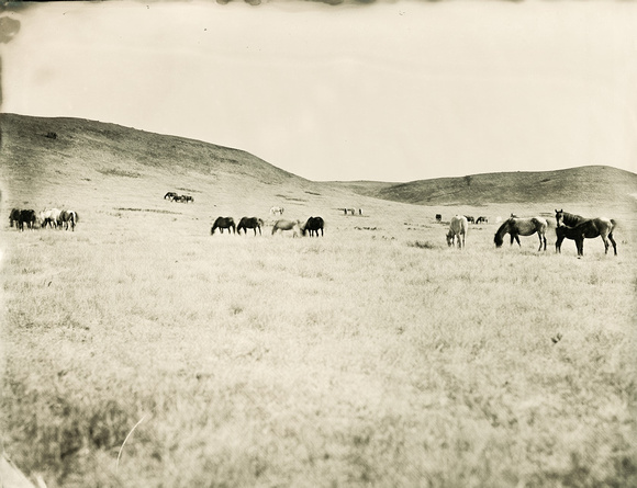 Nokota Wild Horses Linton North Dakota