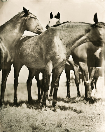 Nokota Wild Horses Linton North Dakota