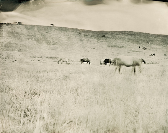 Nokota Wild Horses Linton North Dakota