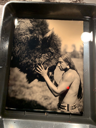 Wet Plate Collodion of Bison Buffalo