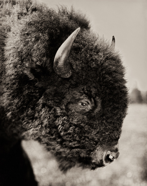 Bison Buffalo Wet Plate Collodion