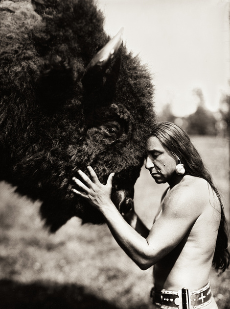 Bison Buffalo Wet Plate Collodion
